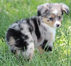 Mini Aussie Bayern Mini Aussie Bayern