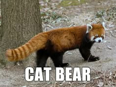 38 best alternate animal