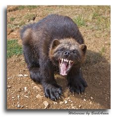 Shop by category Find great deals on eBay for baby wolverine. Shop with confidence.