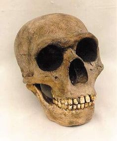 Forensic anthropology thesis for sale