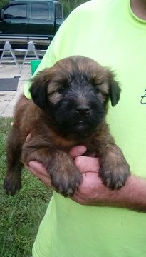 Litter Of 5 Soft Coated Wheaten Terrier Puppies For Sale In
