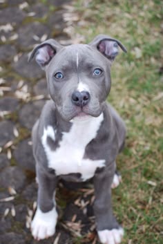 Beautiful Baby Blue Pit Boxer Mix Love These Dogs Got So Much Amstaff