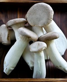 10 g Graines de SPORES Agaricus Bisporus Blanc Bouton Champignons Champignon Kit Mycelium
