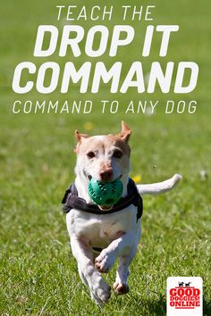 Harmonious Reputed Dog Training Click Site Advice For Pet