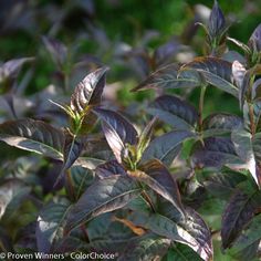 62 Best Rvilla Images On Pinterest In 2018 Shrubs Yellow Kodiak Black Rvilla 3 Weesies New 2016 Plants Garden Nursery Annual
