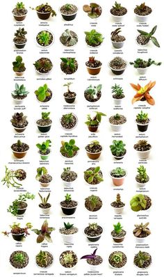 Keep Your Indoor Plants Alive With This Valuable Information Similar Ideas
