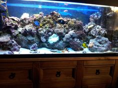 21 best reef tank