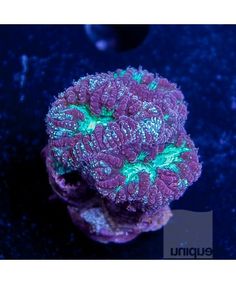 204 best saltwater images