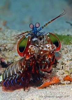 60 best mantis shrimp