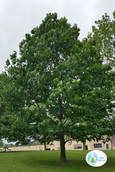 70 Best Drought Resistant Trees Images Backyard Ideas Landscaping Northern Red Oak This Is One Of The Fastest Growing Trees As Fast Silver Maple An Excellent Wildlife And Shade