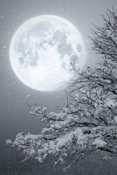 Image result for cold moonlight frost and icicles duet sonata on ice