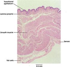 anatomy and physiology of the stomach biology essay 11102012 find out how anatomy and physiology differ as well as why what's the difference between anatomy and physiology gross anatomy, tissue biology,. anatomy and physiology of the stomach biology essay 11102012 find out how anatomy and physiology differ as well as why what's the difference between anatomy and physiology gross anatomy, tissue biology,.