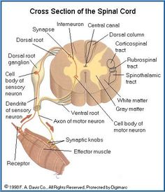 I Think This Is An Informative Diagram For When Teaching The Nervous System Would