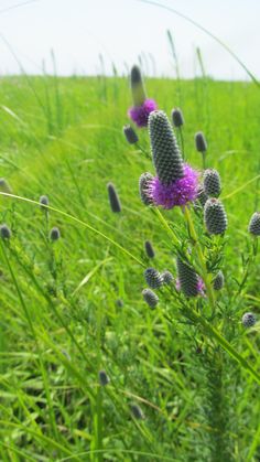 Graines Dalea purpurea-Purple Prairie Clover 300