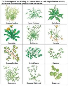 Lawn Weeds Lawn Weeds