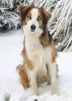 136 Best Welsh Sheepdog Images Dogs 136 Best Welsh Sheepdog Images Dogs