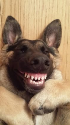 A dog’s smile can brighten our whole day.