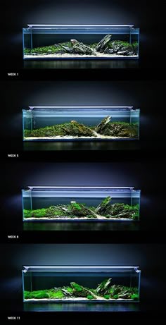 260 best aquascaping terrariums