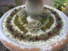 terra sol garden center terrasolgarden on pinterest