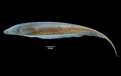 64 best knifefish images