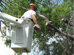 The 20 Best Wc Tree Service Images On Pinterest How To Remove West Coast Tree Service Reduces Or Eliminates The Risk Of Affectation To Disaster Removal