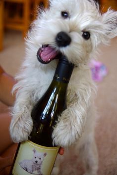 Maltipoo Maltipoo Dog Maltipoo Maltipoo Puppies For Sale