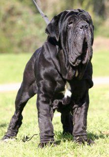 Neapolitan Mastiff Breed Information Breeders Lists Puppies Mtiffneopolitan Breeds Dog Dogs Bullmastiff Mastiff Breeds Dog