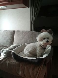think he may have found the doggie downers bichon