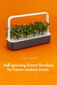 81 Best Click Grow Images In 2020 Indoor Herb Garden Indoor Herb Garden