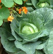 Bio obstbäume Bio obstbäume