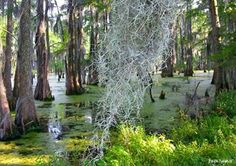 foggy bottom swamp monster Foggy bottom swamp monster