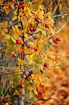 AUTUMN ROSE LIBRO PDF DOWNLOAD AUTUMN ROSE LIBRO PDF DOWNLOAD