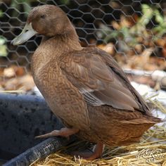 rouen duck my type of ducks pinterest bird and animal