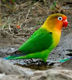 40 best african lovebirds