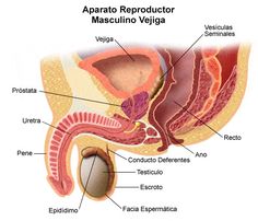 aparato reproductor del hombre con nombres