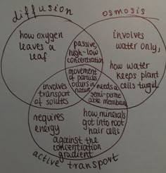 mitosis and meiosis venn diagram biology life science create a venn diagram comparing osmosis and diffusion