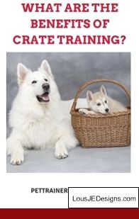 Training A Dog Not To Jump And Bite And Pics Of Training Tips For