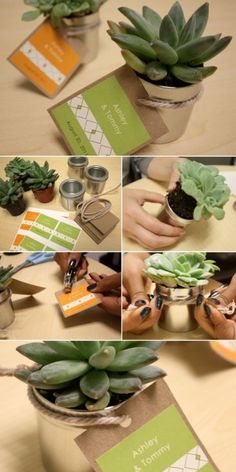 DIY succulent favor - mini succulent party favor but with navy paper ... DIY succulent favor - mini succulent party favor but with navy paper ...