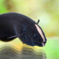 8 best fish friends