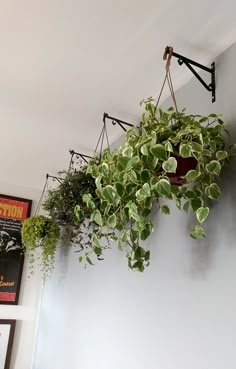 Plantas ideais para ter em vasos pendentes dentro de casa na sombra. Room With Plants, House Plants Indoor, Indoor Hanging Plants, Plant Wall Diy, Easy House Plants, Hanging Plant Wall, Plantas Indoor