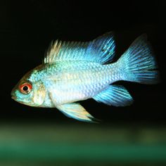 31 best blue ram