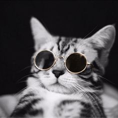 1 PC joli chat lunettes pour animaux de compagnie chien lunettes produits pour animaux de compagnie pour petit chien chat oeil porter chien lunettes 1 PC joli chat lunettes pour animaux de compagnie chien lunettes produits pour animaux de compagnie pour petit chien chat oeil porter chien lunettes