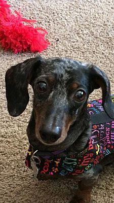 Los Angeles Ca Dachshund Meet Utah Drut Itchy A Pet For