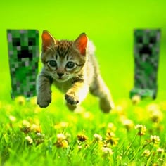Run Kitteh They Are Gonna Splode Minecraft Here Kitty Kitty Kitty Cats Run Kitteh They Are Gonna Splode Minecraft Here Kitty Kitty Kitty Cats