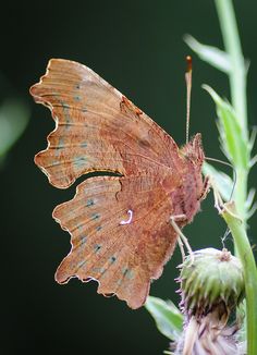 Image result for comma butterflies and autumn leaves Pinterest