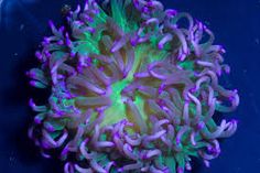 32 best possible inhabitants