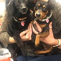 Greensboro Nc Dachshund Meet Hope A Pet For Adoption In 2020