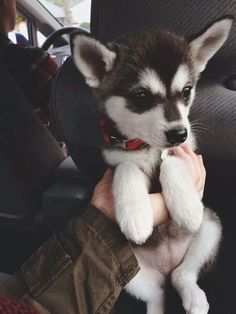 300 Alaskan Klee Kai Ideas Alaskan Klee Kai Puppies Alaskan