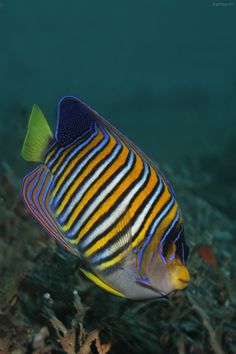 108 best fsh angelfish