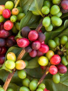 le gummie del chicco di caffè verde funzionano